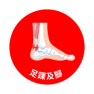 足踝及腳